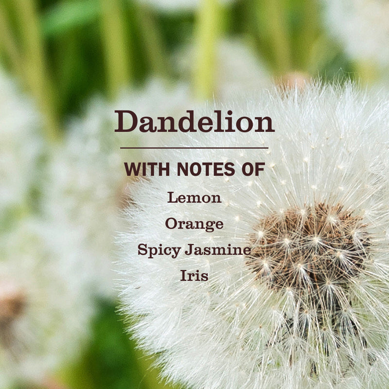 Dandelion Plug In Scented Oil Refill 2-Pack