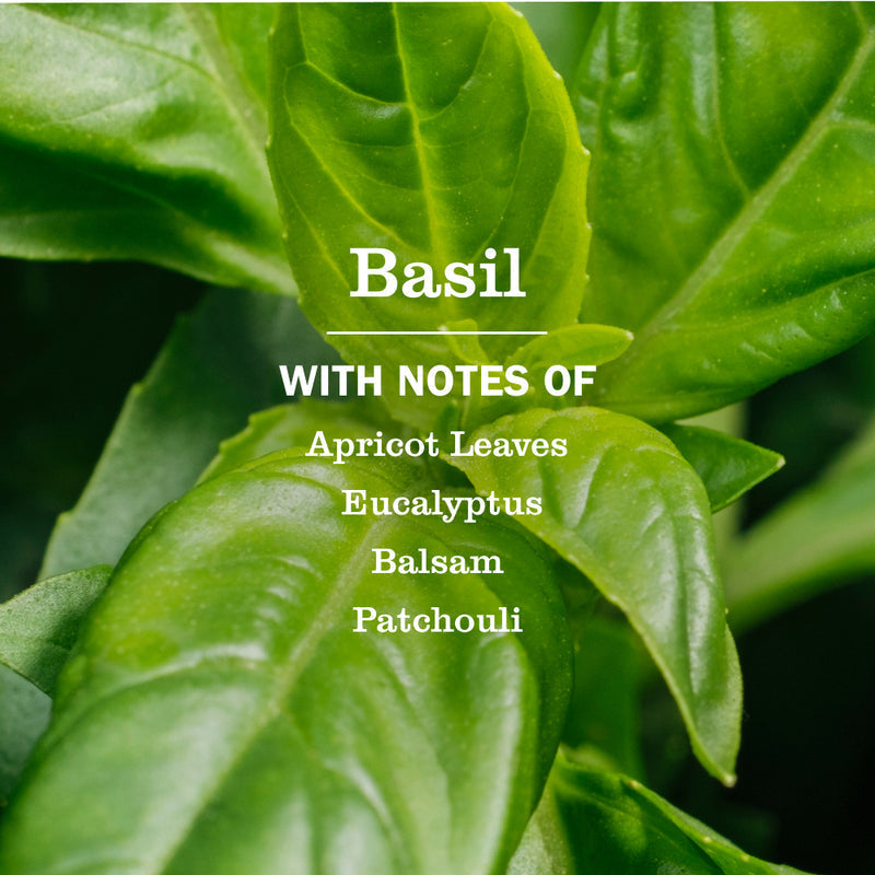 Mrs. Meyer's Basil Kitchen Basics Set